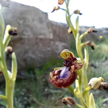 Relax In Nature, Agrotourism With Sea & Mountain Views, Emarmene Afantou