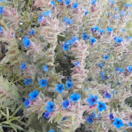 Relax In Nature, Agrotourism With Sea & Mountain Views, Emarmene * אפאנטו