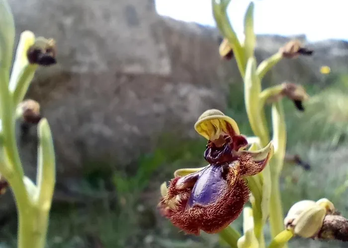 Exclusive Olive & Herb Villa, Mountain To Sea Views, Rhodes Afantou