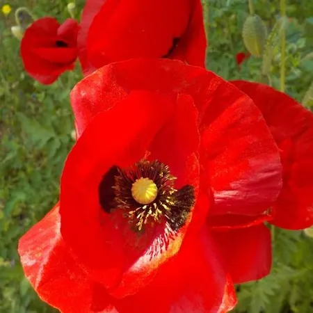 Relax In Nature, Agrotourism With Sea & Mountain Views, Emarmene Villa