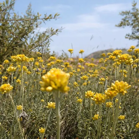 Exclusive Olive & Herb Villa, Mountain To Sea Views, Rhodes