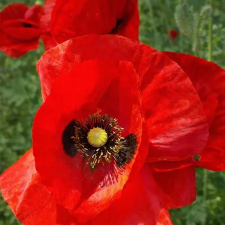 Вилла Exclusive Olive & Herb Villa, Mountain To Sea Views, Rhodes Афанту