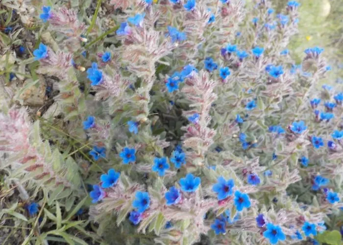 Exclusive Olive & Herb Villa, Mountain To Sea Views, Rhodes * Афанту