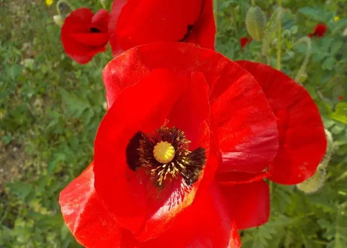 Exclusive Olive & Herb Villa, Mountain To Sea Views, Rhodes فيلة