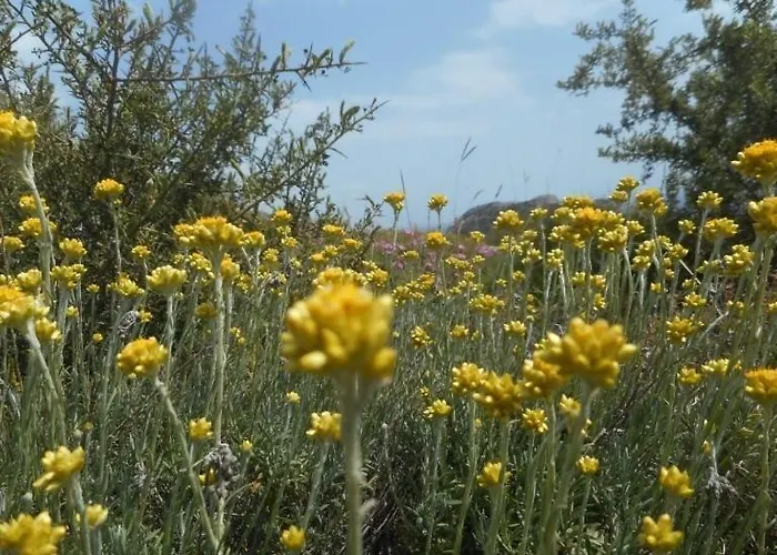 Exclusive Olive & Herb Villa, Mountain To Sea Views, Rhodes 别墅 *