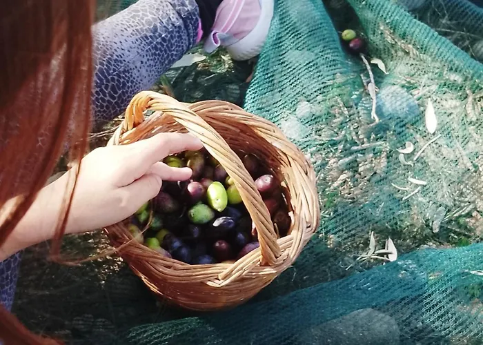 Exclusive Olive & Herb Villa, Mountain To Sea Views, Rhodes 别墅 *