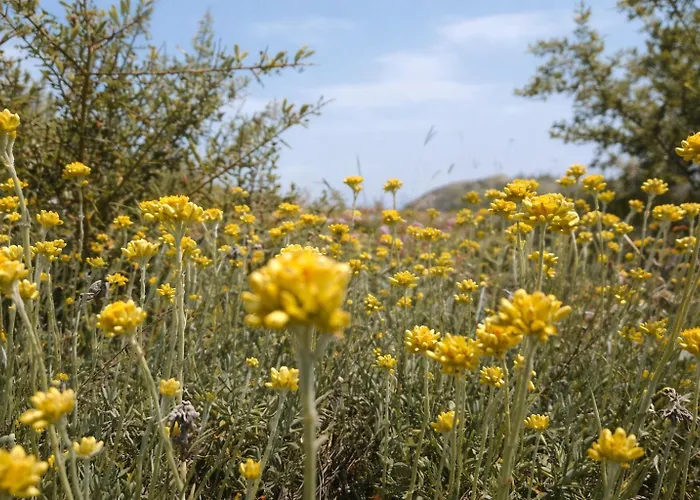 Exclusive Olive & Herb Villa, Mountain To Sea Views, Rhodes