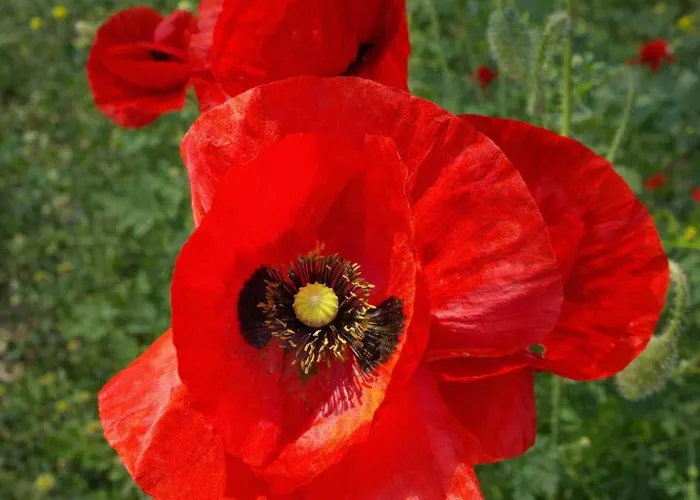 Вилла Exclusive Olive & Herb Villa, Mountain To Sea Views, Rhodes Афанту