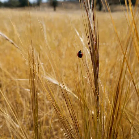 Exclusive Olive & Herb Villa, Mountain To Sea Views, Rhodes