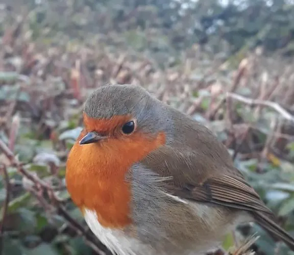 빌라 Exclusive Olive & Herb Villa, Mountain To Sea Views, Rhodes