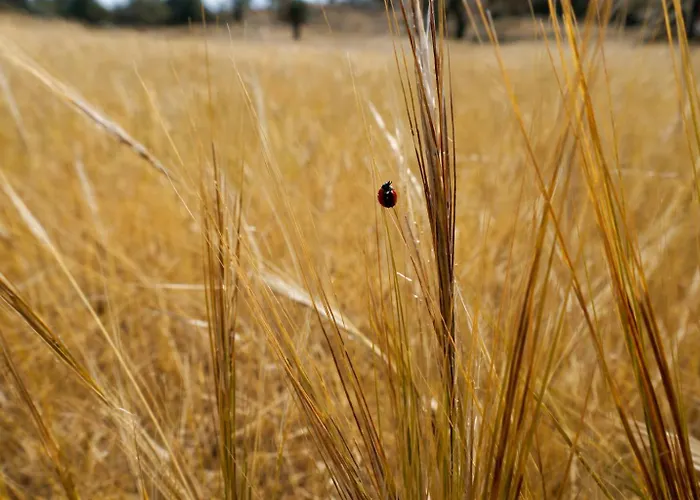 Exclusive Olive & Herb Villa, Mountain To Sea Views, Rhodes